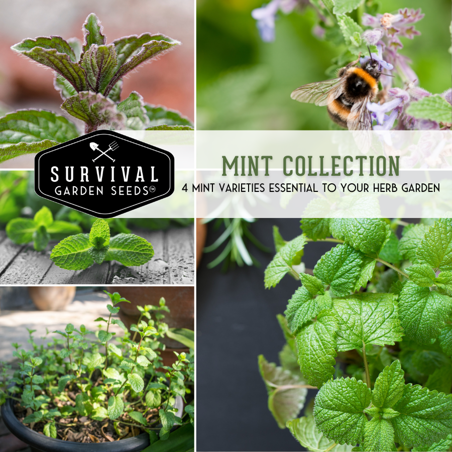 Mint Seed Collection - 4 Varieties of Mint Seeds to Grow
