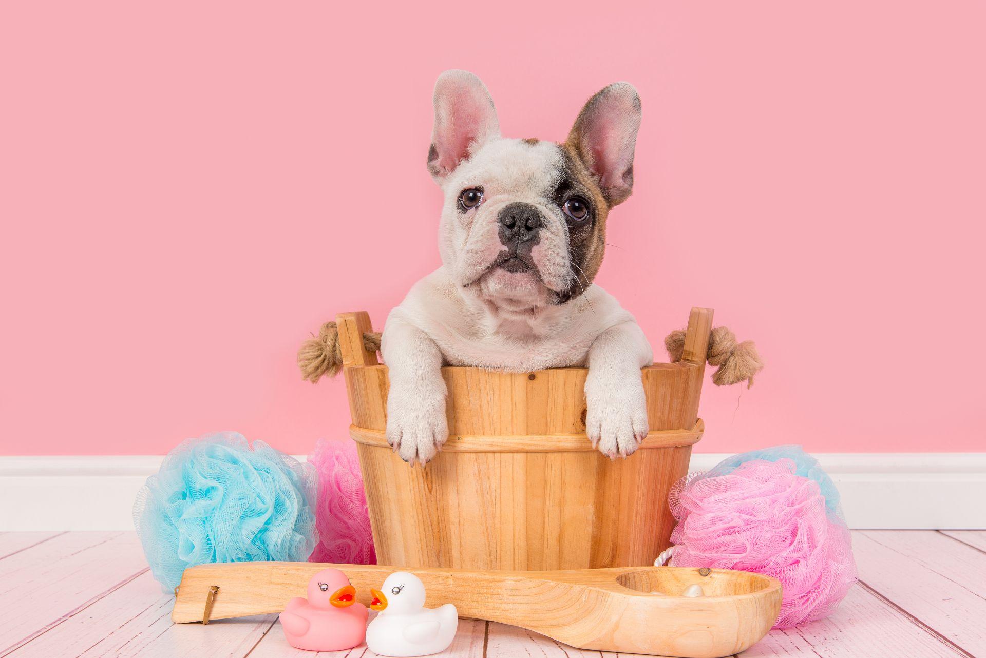 Little French Bulldog sitting in Bucket