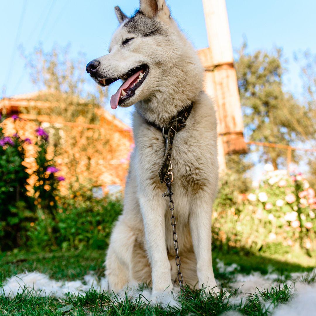 Husky sitting outdoors with piles of shedded dog fur