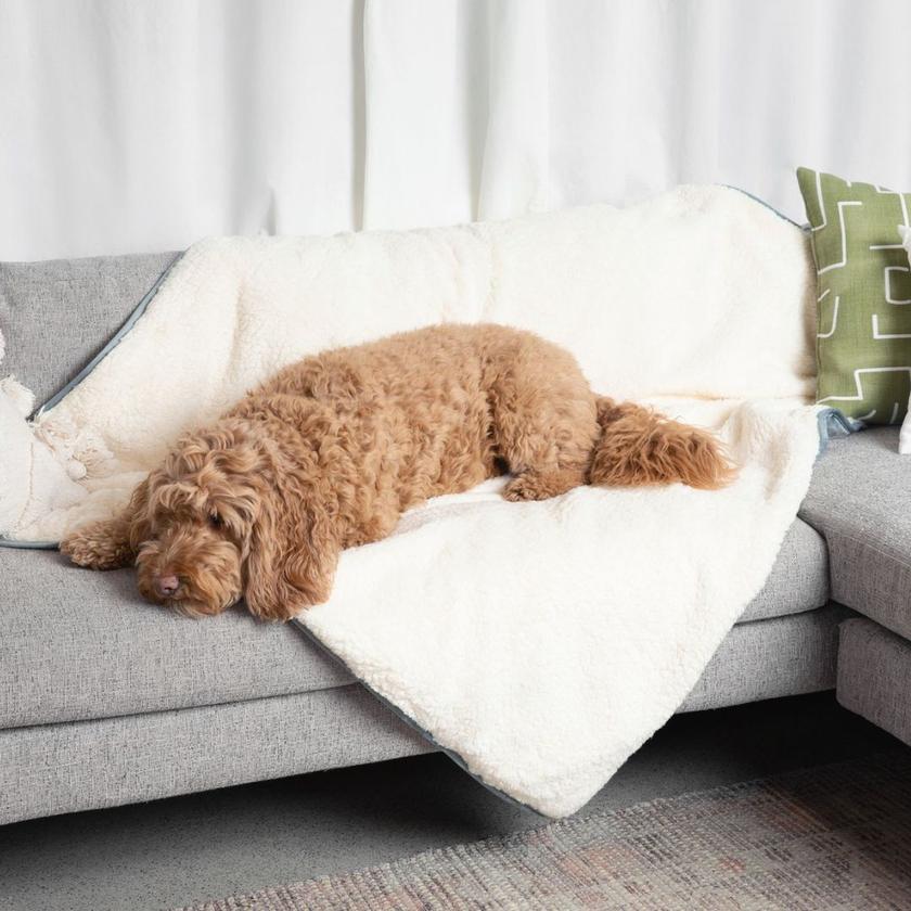 How to Protect Your Couch From Dog Pee Potty Buddy Potty Buddy™