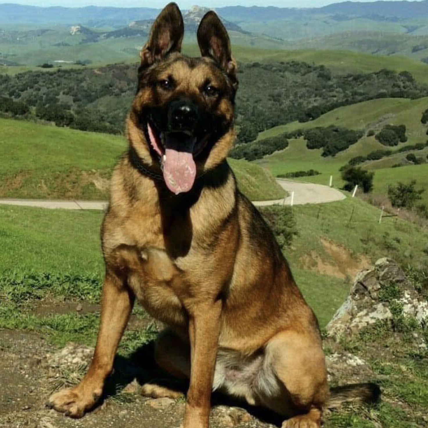 k9 scout