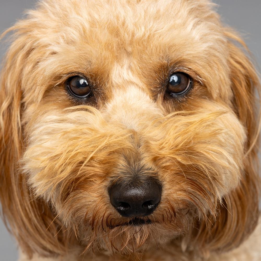 Golden Doodle dog with curly fur gazes directly into the camera in a close-up portrait against a soft gray studio backdrop, showcasing its expressive eyes and fluffy face.