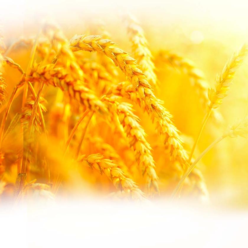 Golden wheat field