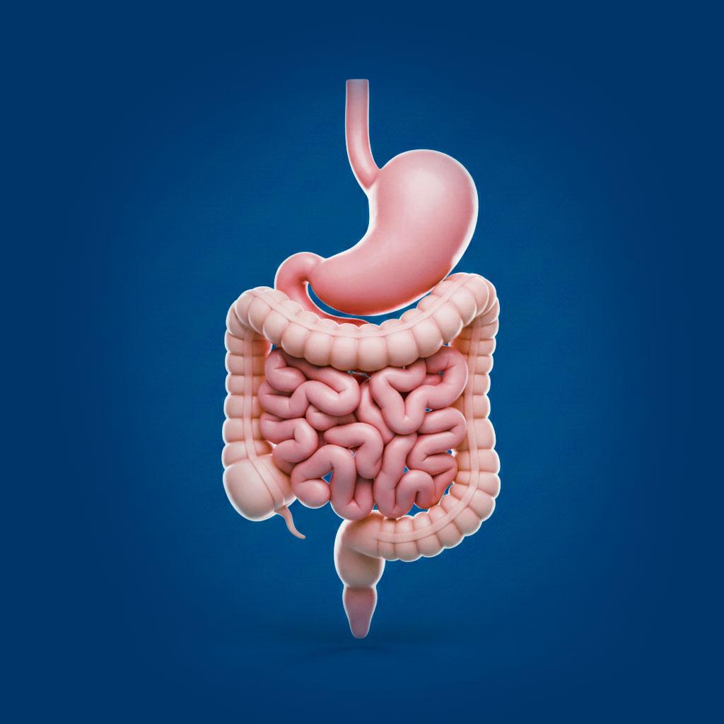 Human digestive system showing the stomach and intestines