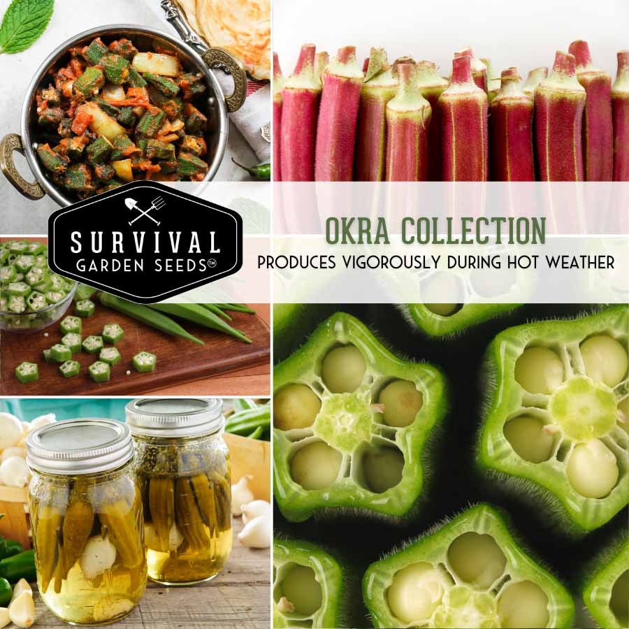 Okra Seed Collection