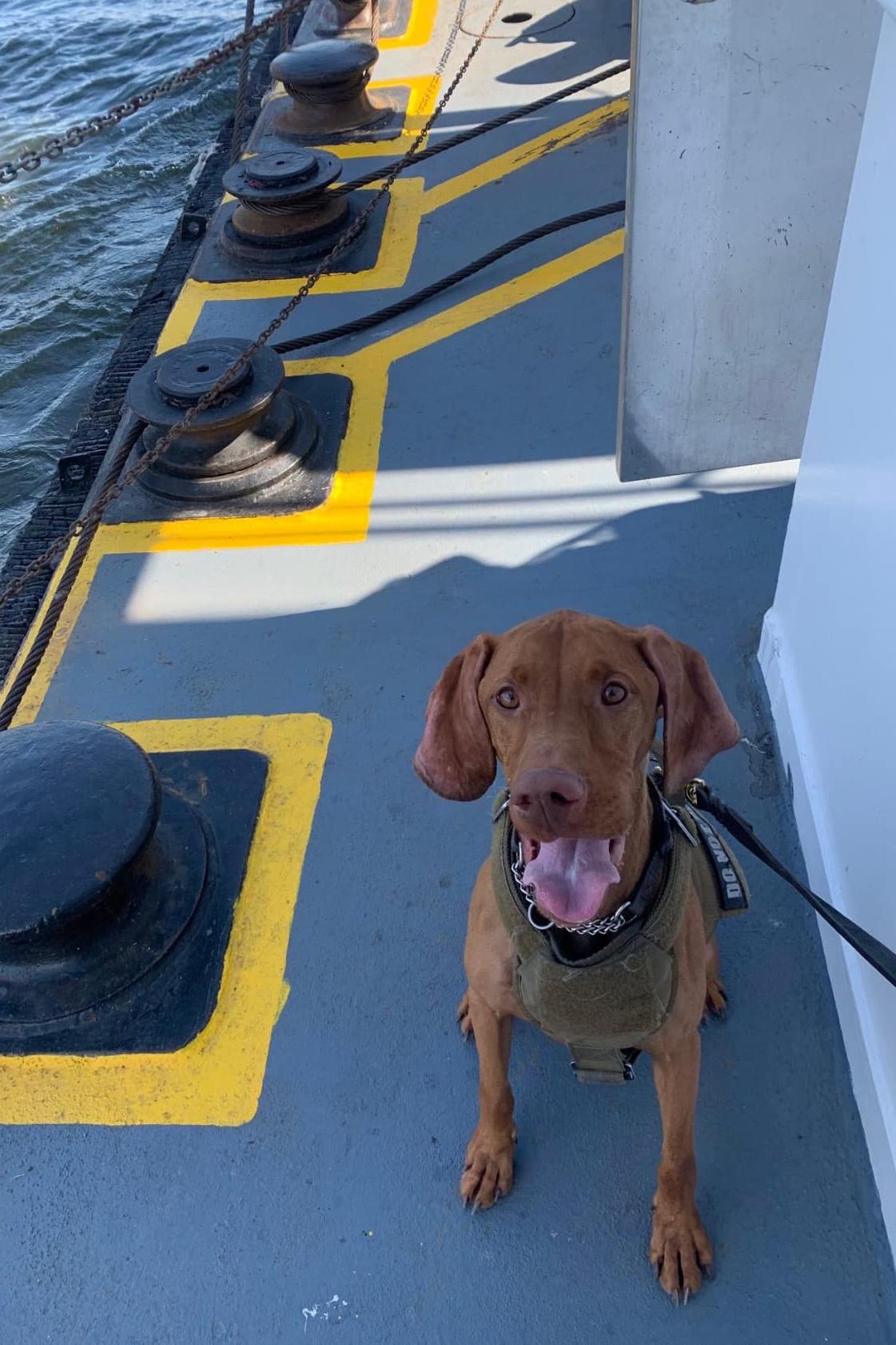 k9 flum on a dock