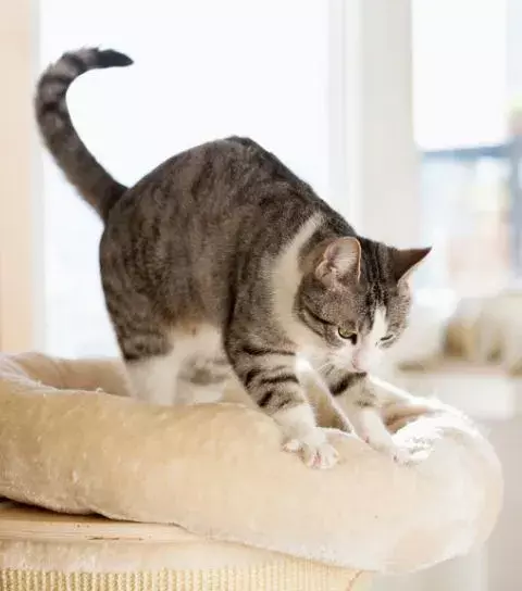 how to stop a cat from scratching furniture