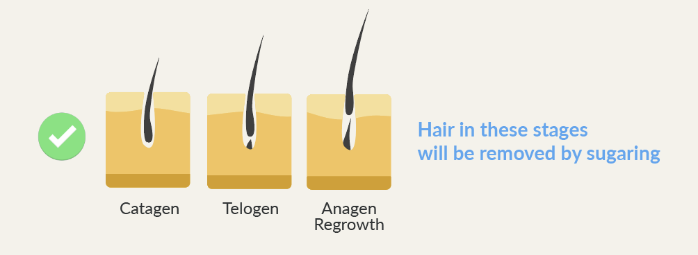Understanding the Hair Growth Cycle – SugarMeSmooth
