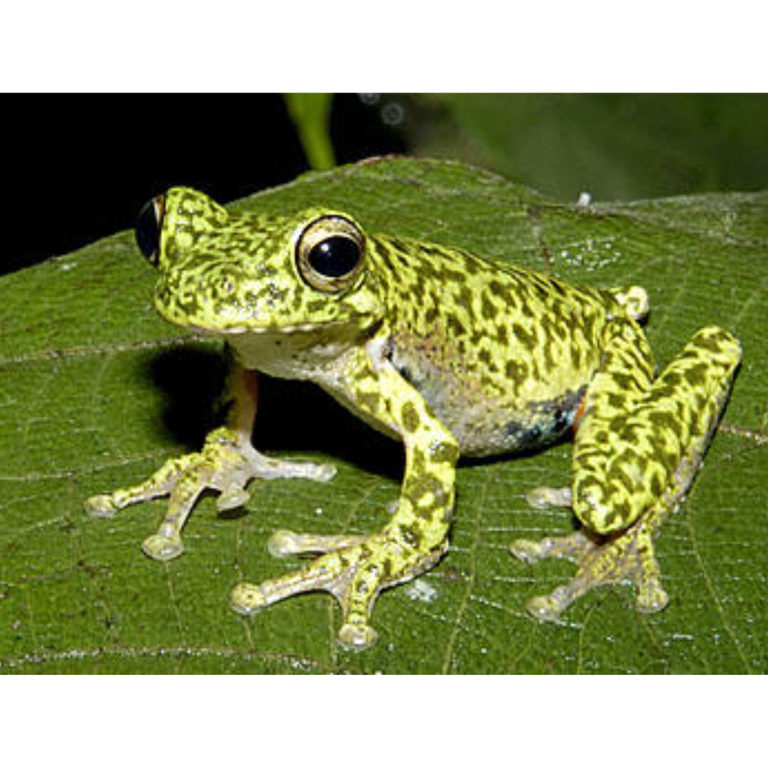 Tree Frog