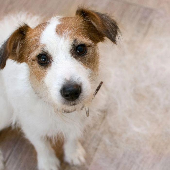 Jack Russell sitting next to shedded fur