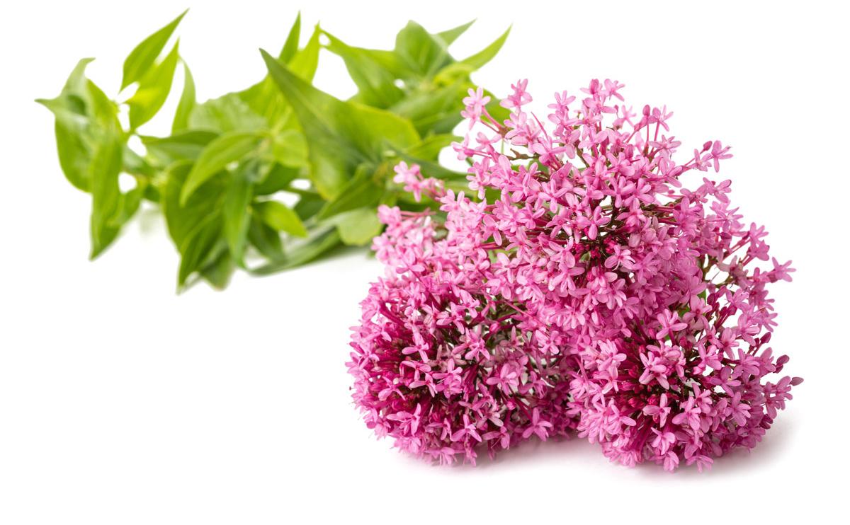 Valerian flowers and leaves