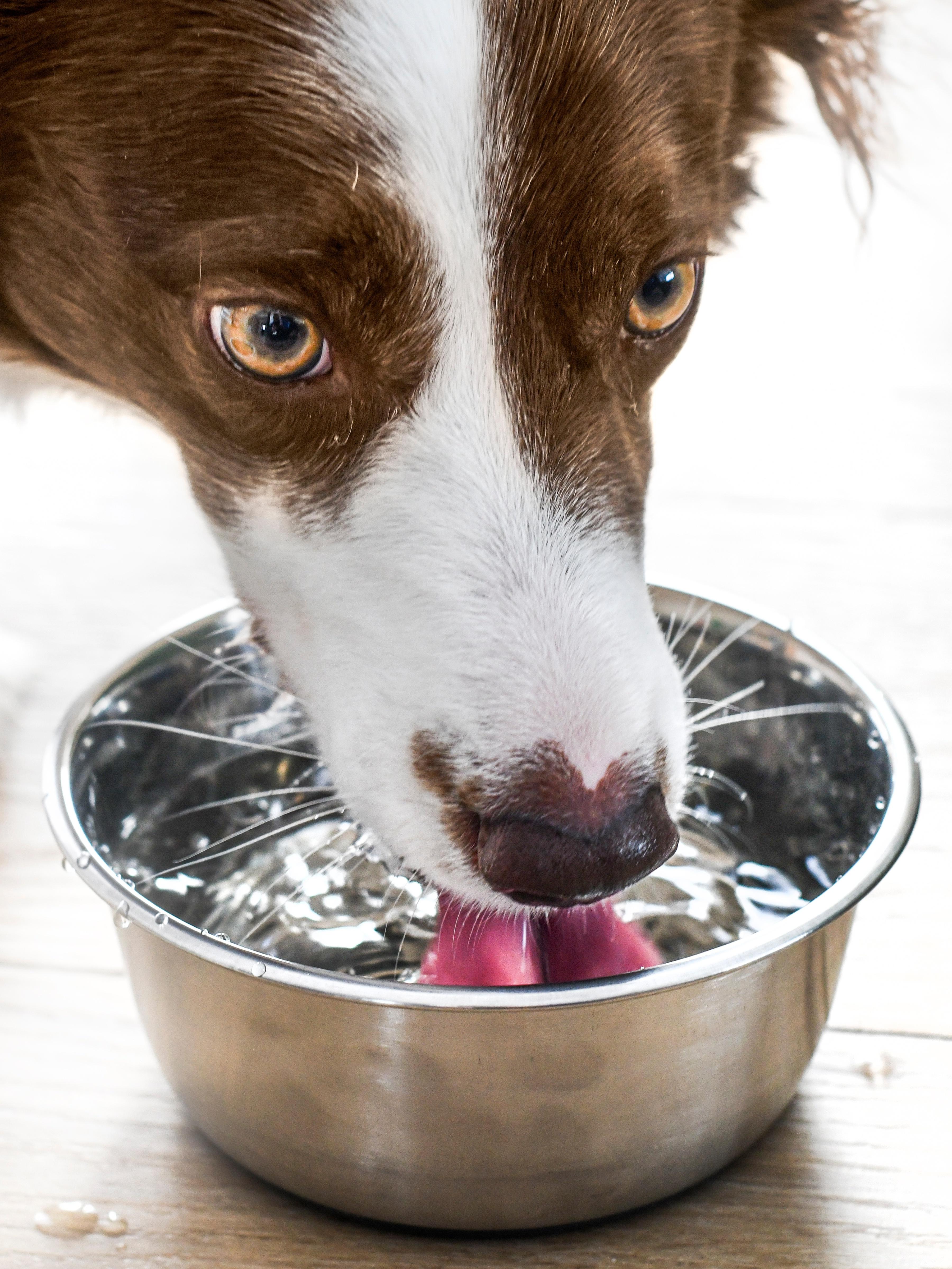 Dog border collie drink clear flat water from steel bowl. Detail drinking water.