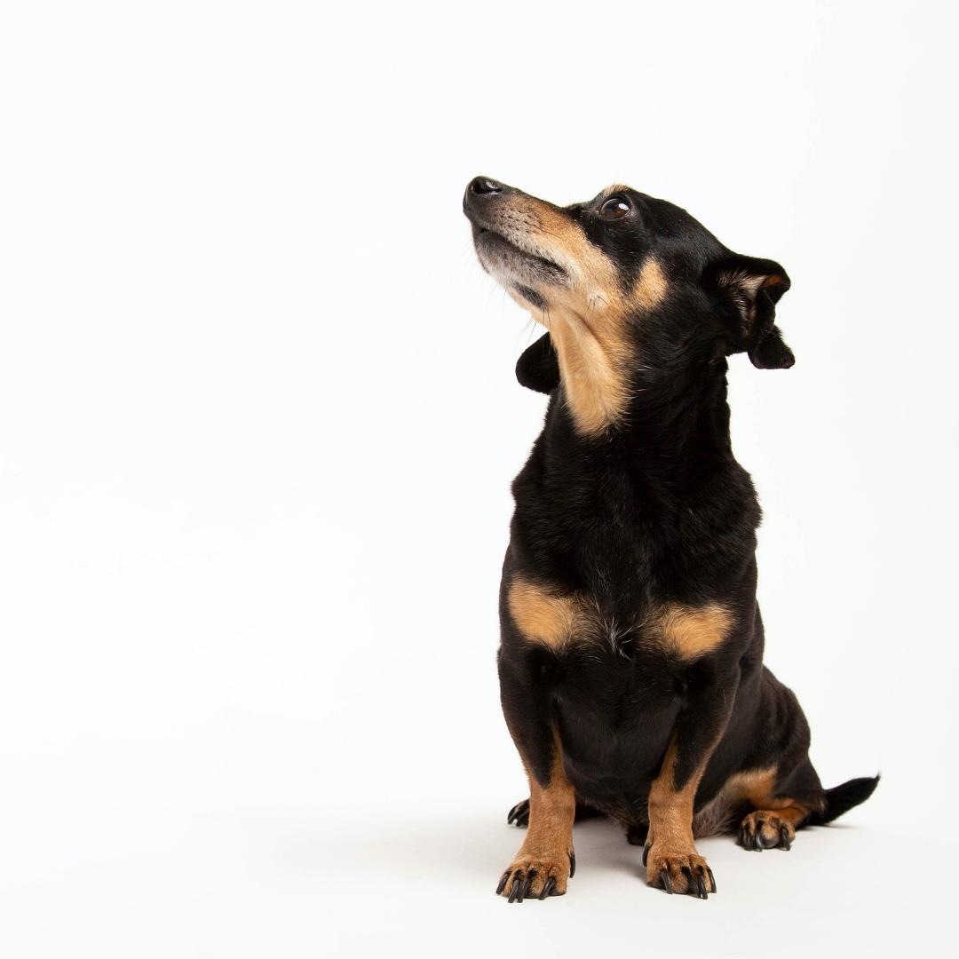Chihuahua and Dachshund Mixed Breed Chiweenie Dog profile sitting looking left, isolated on clean white background