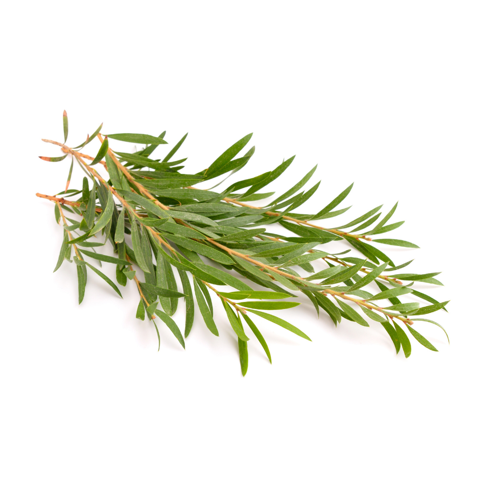 tea tree melaleauca leaves