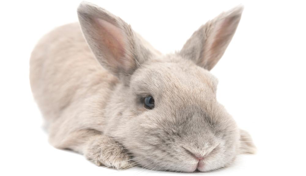 3 Common Health Issues In Rabbits That May Be Why They Won T Eat Rabbit Hole Hay