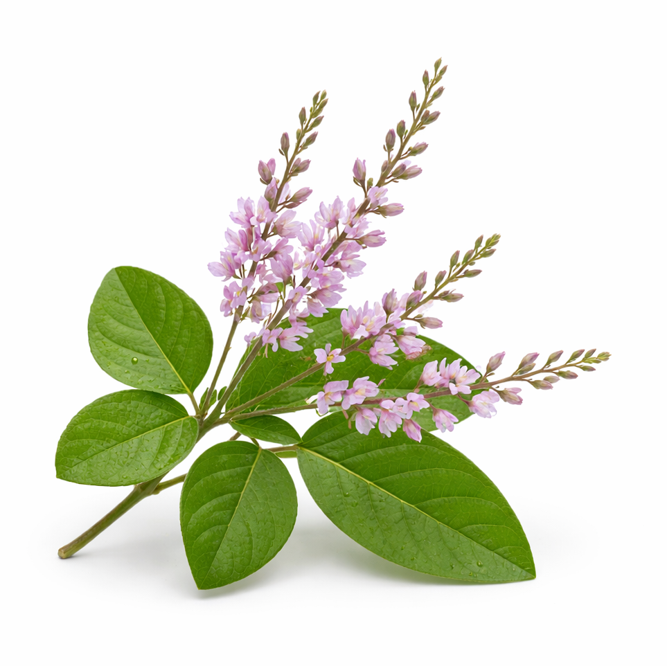 Sal Leaved Desmodium