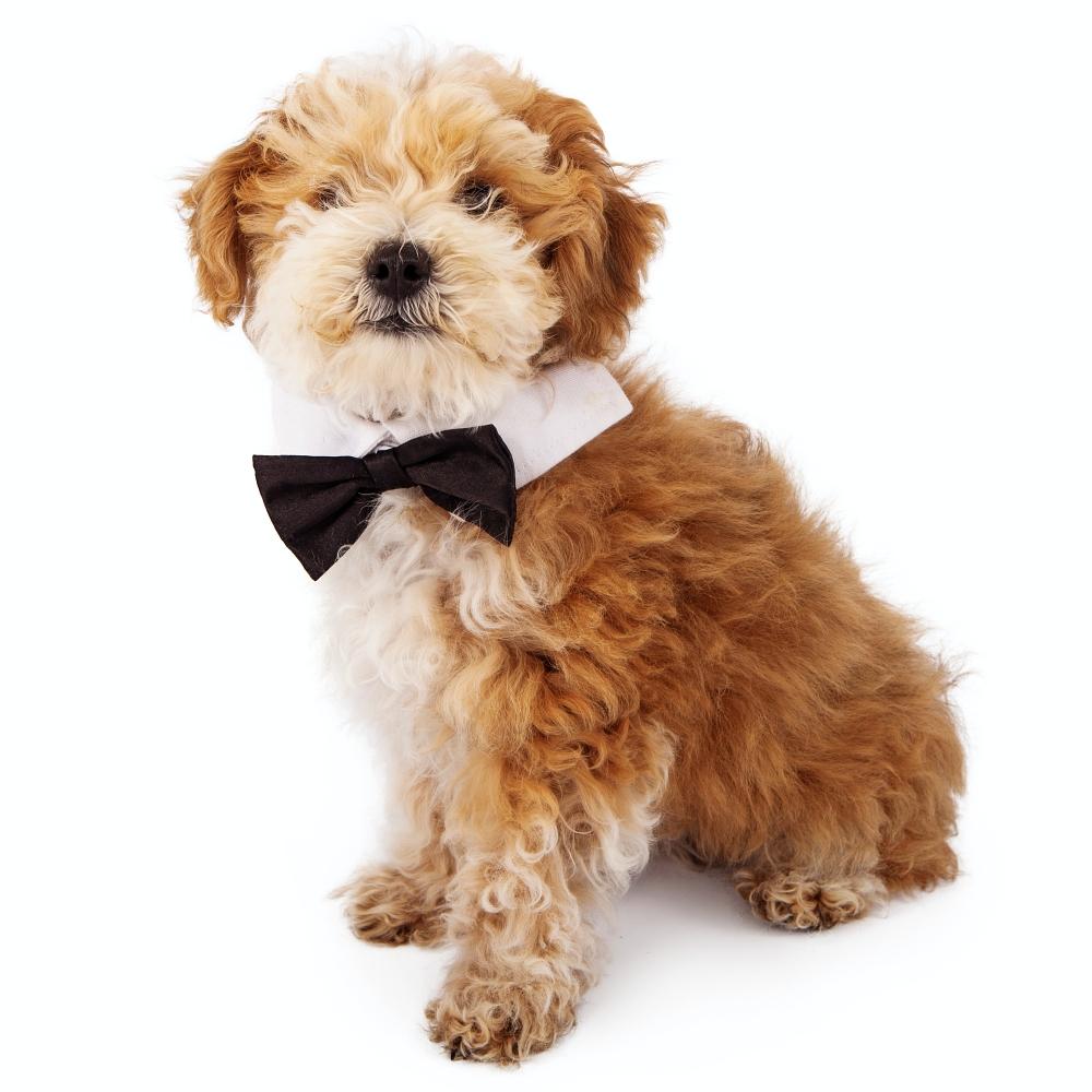 Havanese dog with a bowtie