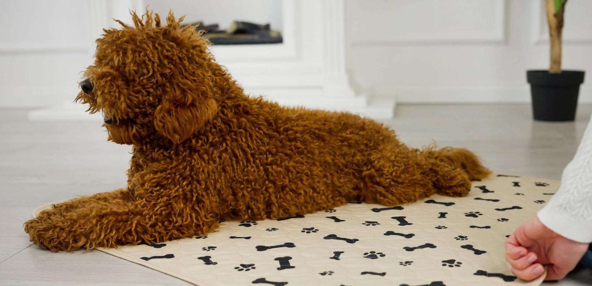 How to Train Your Puppy to Use a Puppy Pee Pad Potty Buddy Potty Buddy™