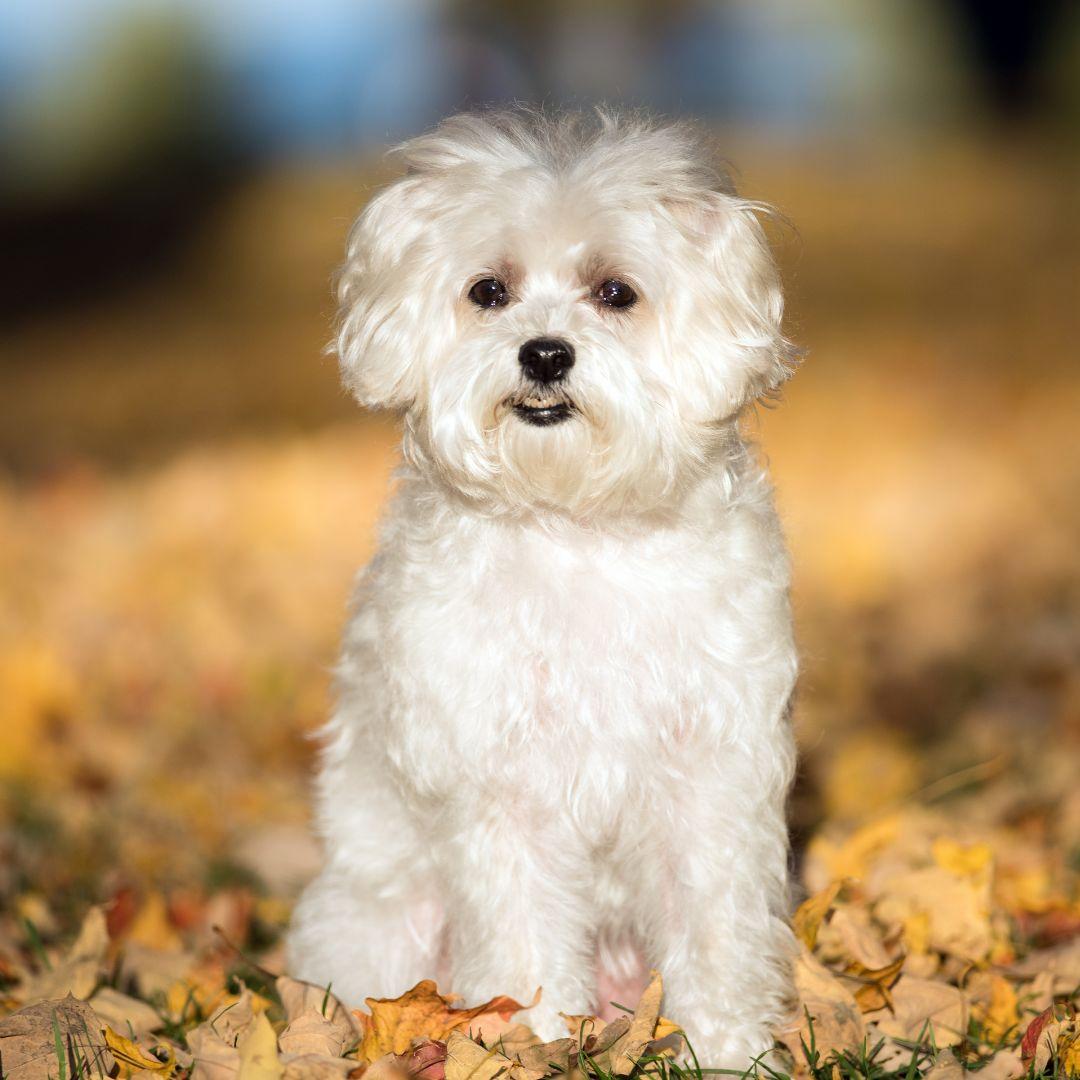 White Maltese sitting outdoors