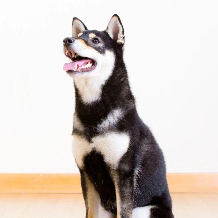 Shiba Inu looking up at camera