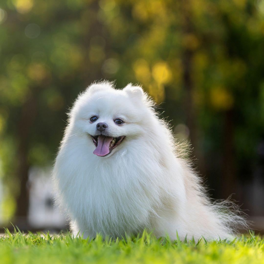 A white Japanese Spitz dog