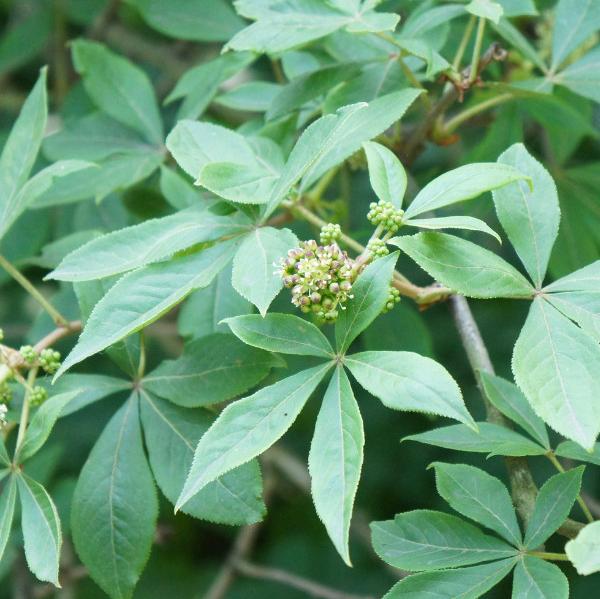 Siberian Ginseng