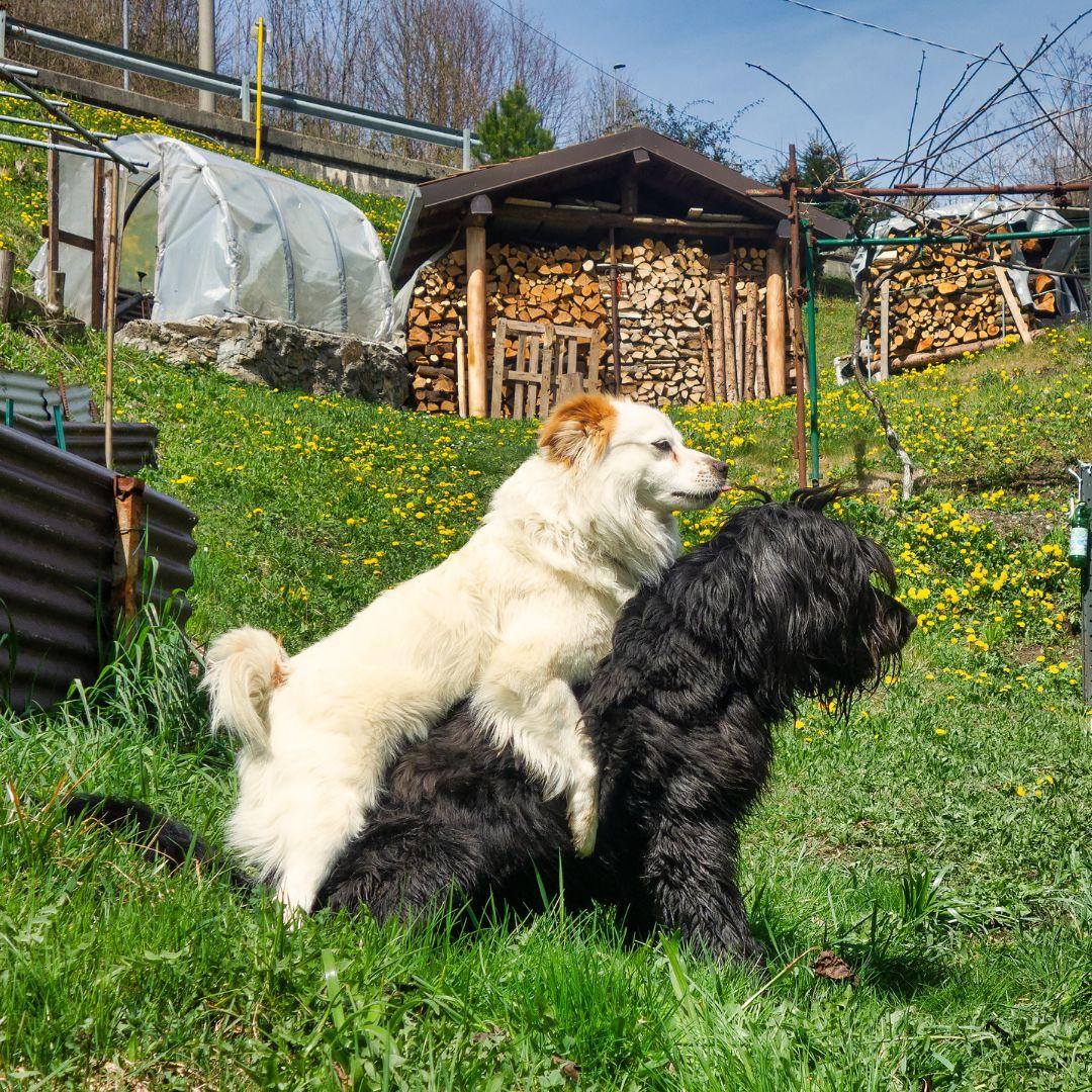 Dog mounting other dog