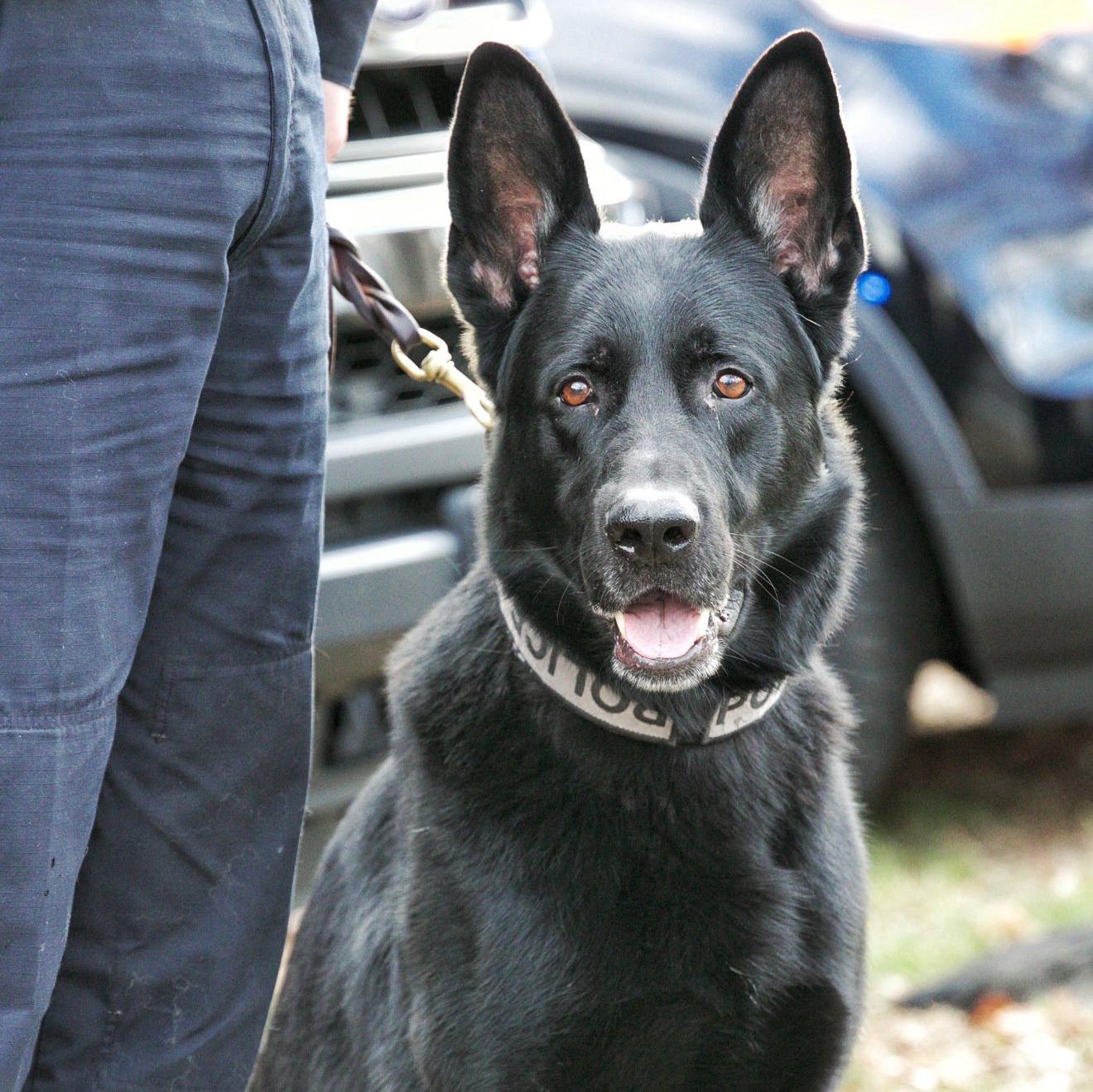 k9 jagger on leash