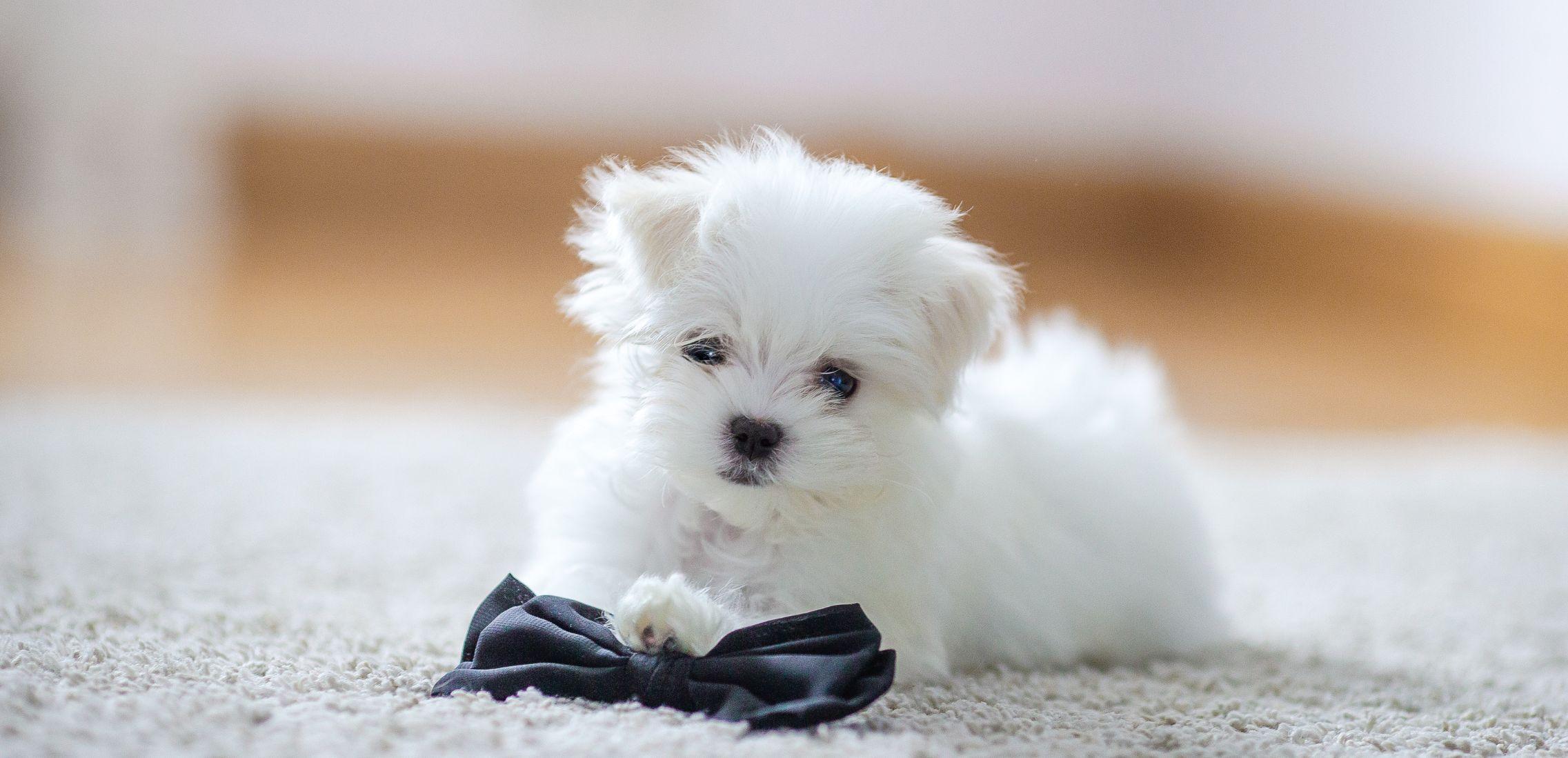 White Cute Maltese Puppy