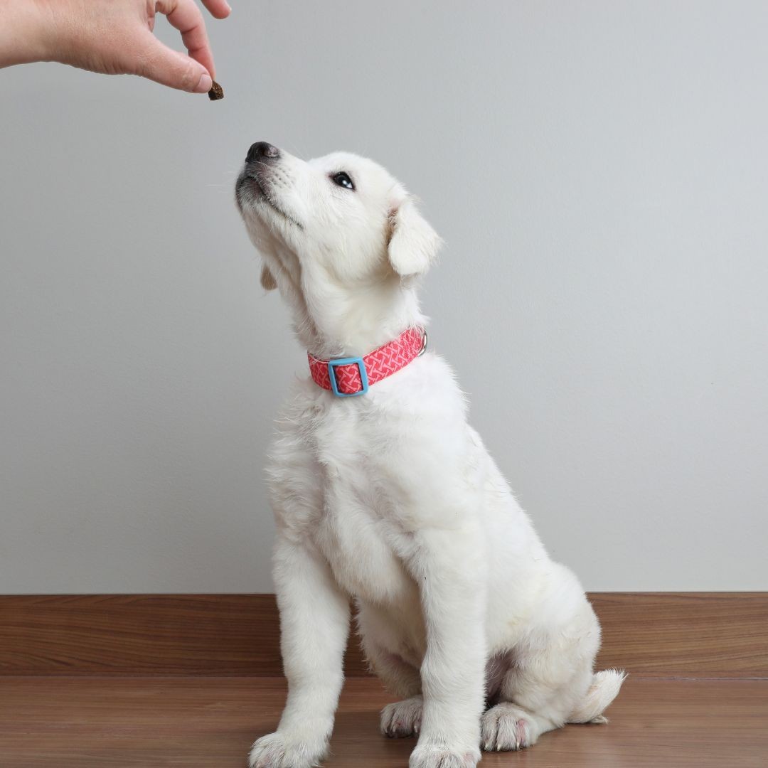 Dog receiving treat
