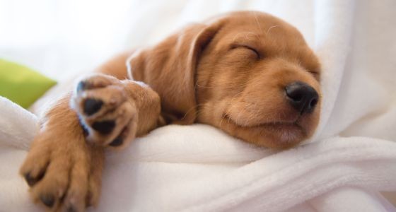 Young puppy sleeping