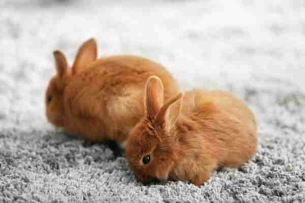 Help! How to Stop a Rabbit From Chewing Carpet! | Rabbit Hole Hay