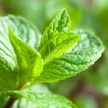 circular image of natural menthol leaves with an orange border