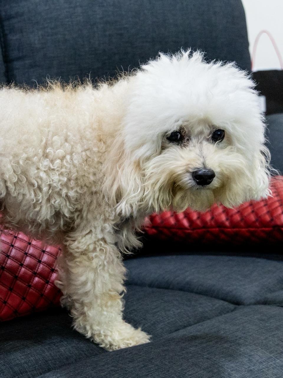 Pet dog with incontinent health issue wearing diaper resting on home sofa