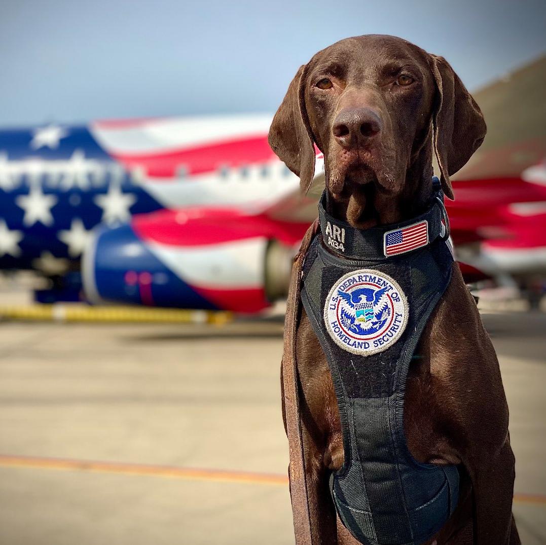 k9 ari outside a plane