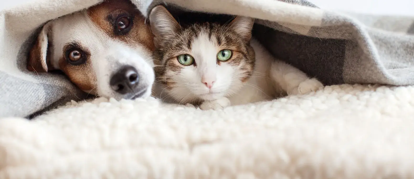 A dog and cat peacefully lying together under a cozy blanket, showcasing their companionship and warmth.