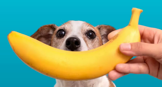 CAN DOGS EAT BANANAS?