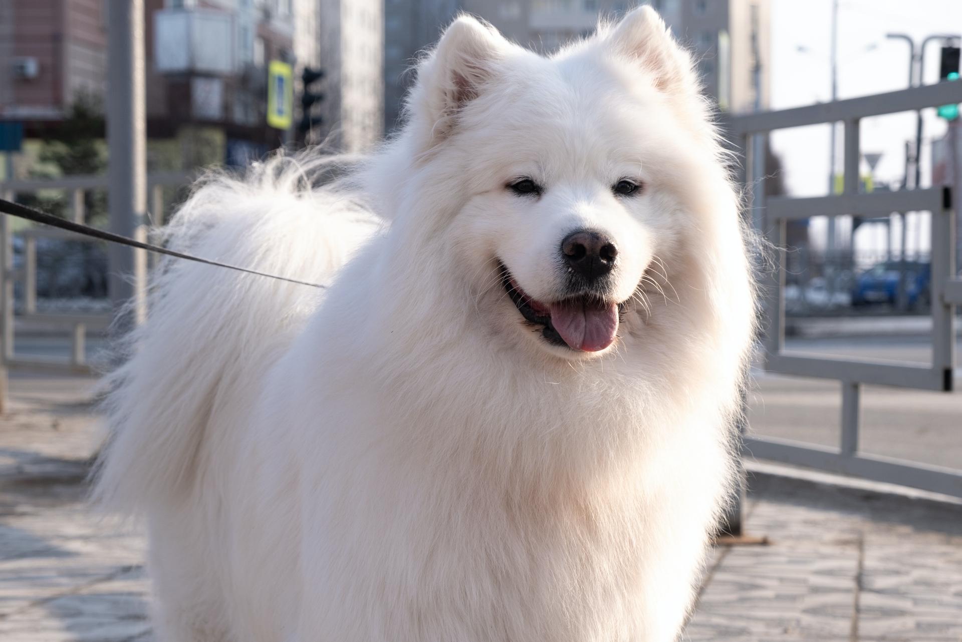 American Eskimo Dog
