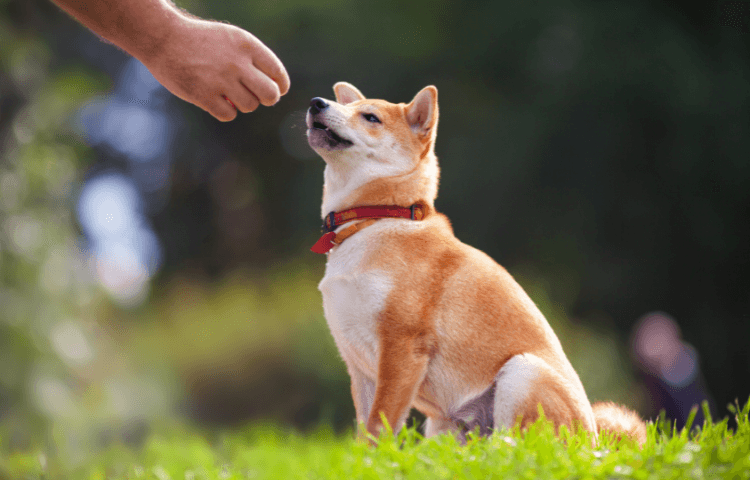 buddy buddy dog training collar