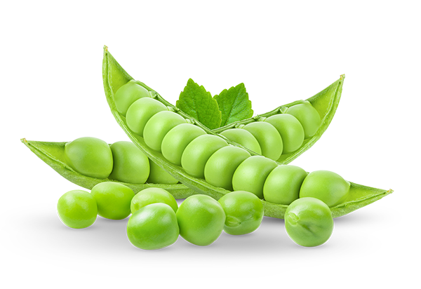 Pisum Sativum (Pea) Seed Extract