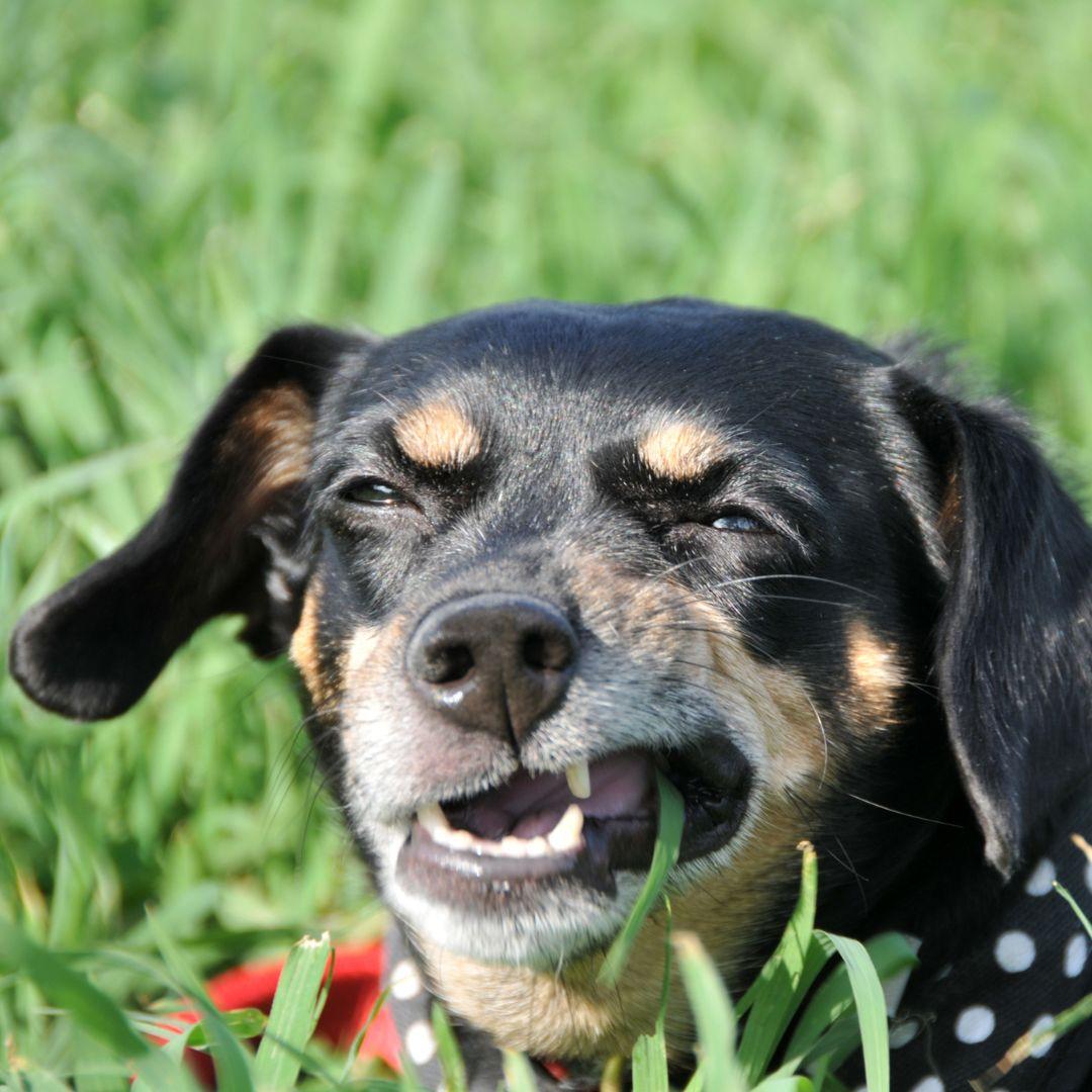 Terrier dog chewing grass strand