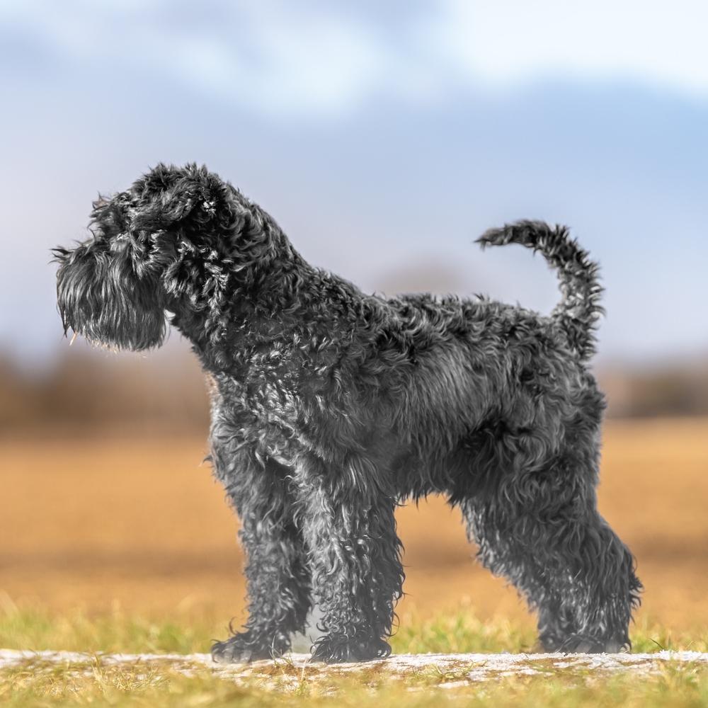 Kerry Blue Terrier