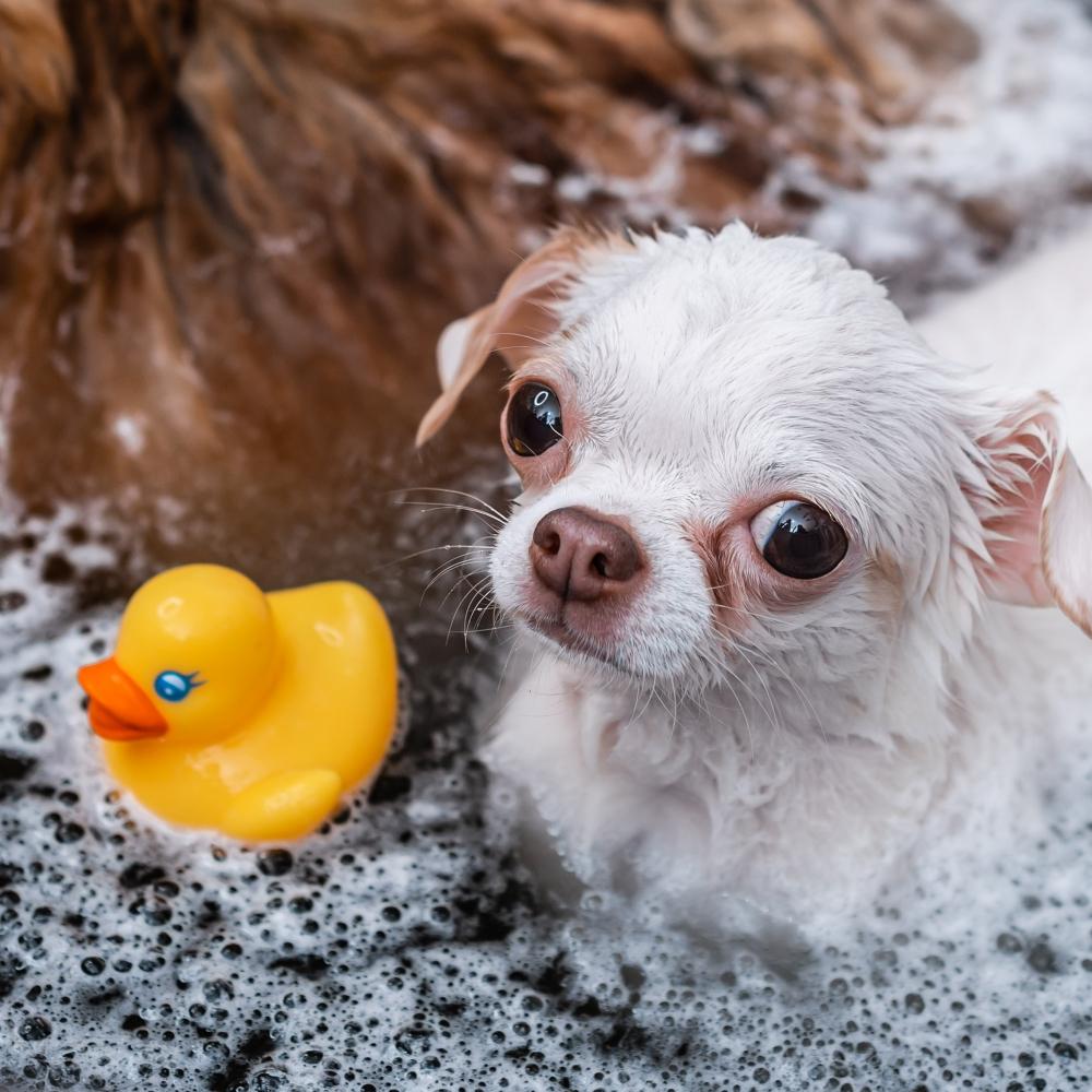 Small dog in a grooming salon receive a spa treatment.