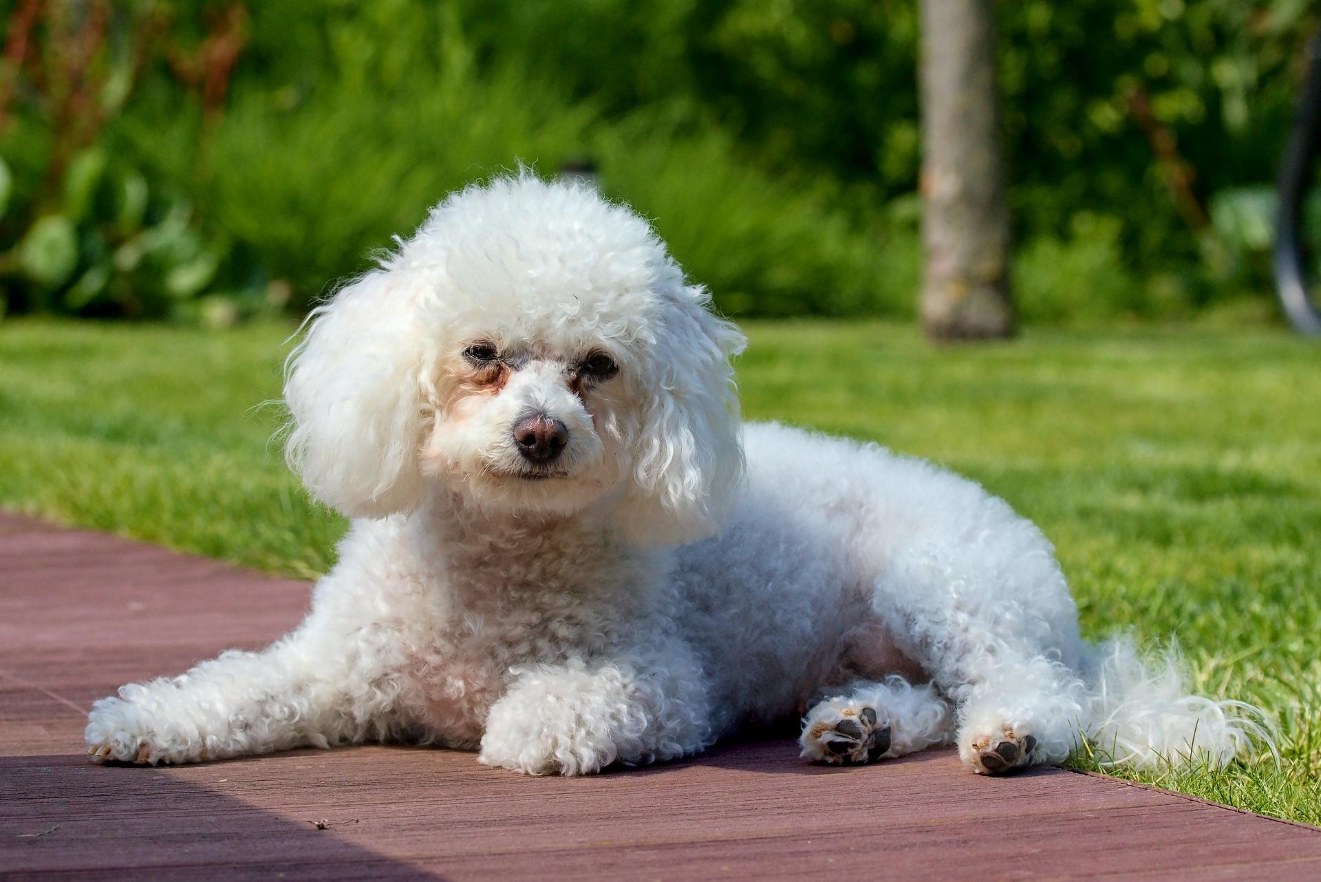 Bolognese Dog Breed