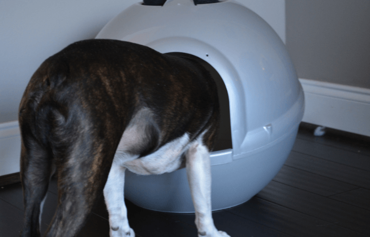 Door Buddy - dog proofing cat's litter box