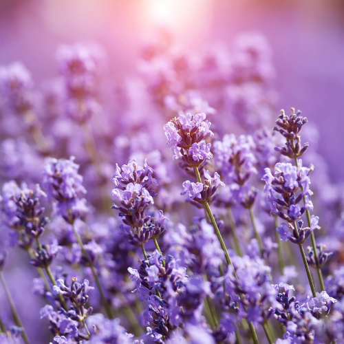Lavender plant in sunlight