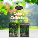 Celery Collection - 2 heirloom seed packets