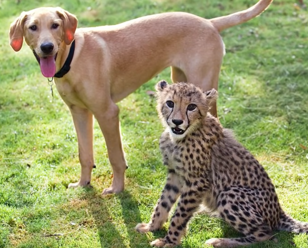 Gepard Kasi i labrador Mtani