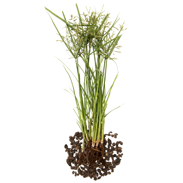 nut grass