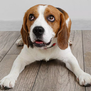How to Get Dog Pee Smell & Stains Out of Wood Floors